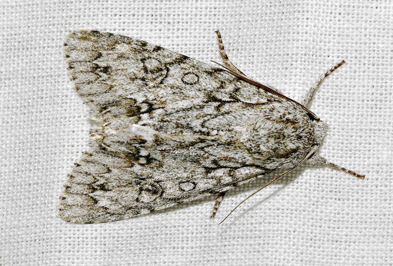 Acronicta aceris - Noctuidae